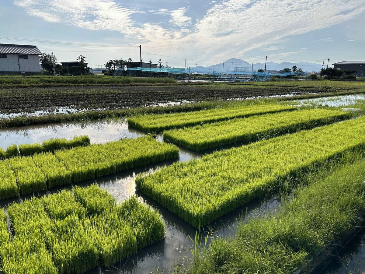 画図の田んぼで湧き水を使って苗づくりを行う様子