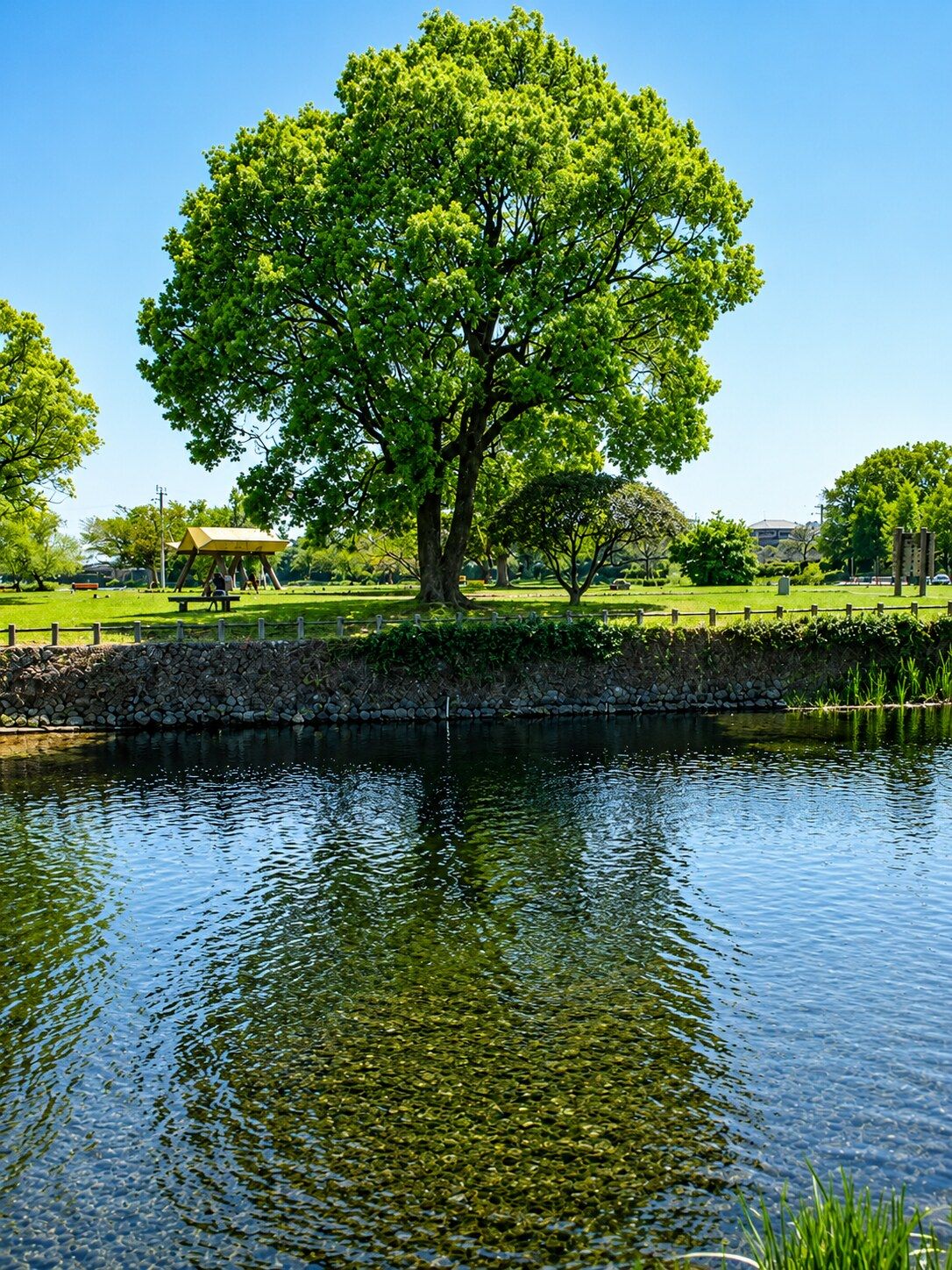 江津湖に湧き出す水