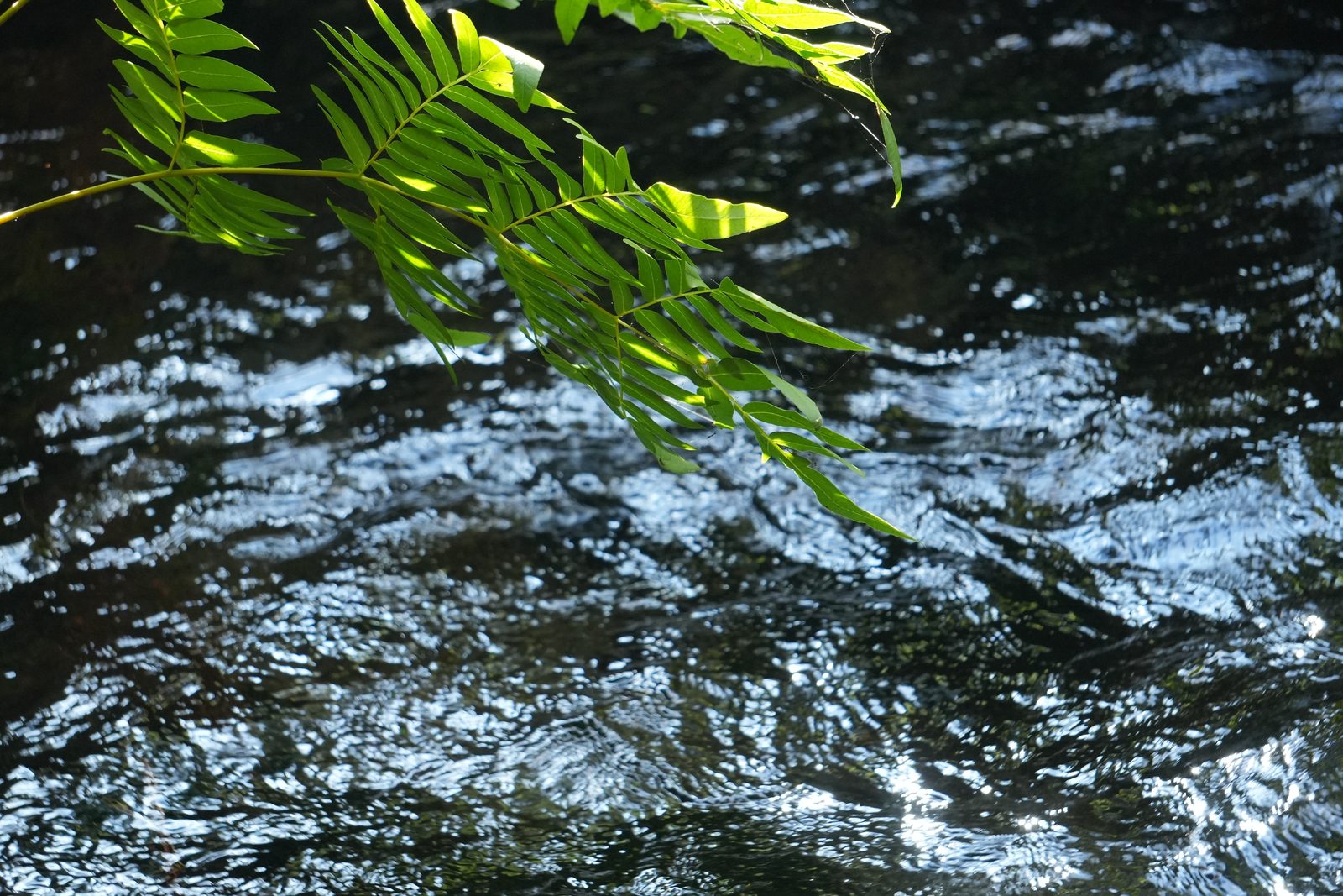 地下水の恵みを感じる出田米の風景