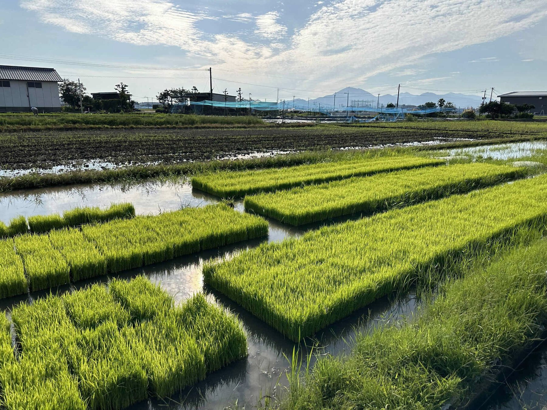 画図町の苗代｜湧き水で育てる苗づくり